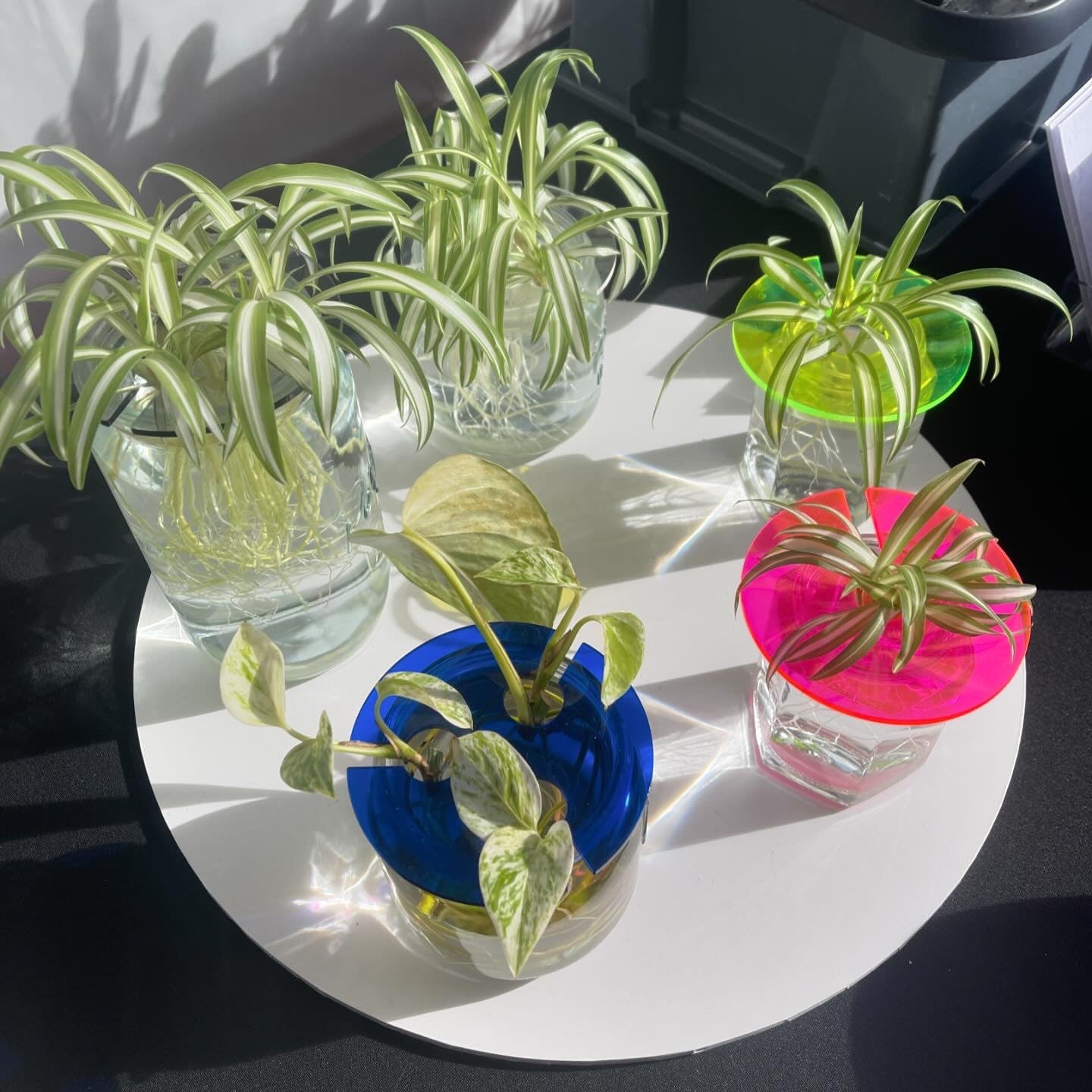 Propagation Plate - Small