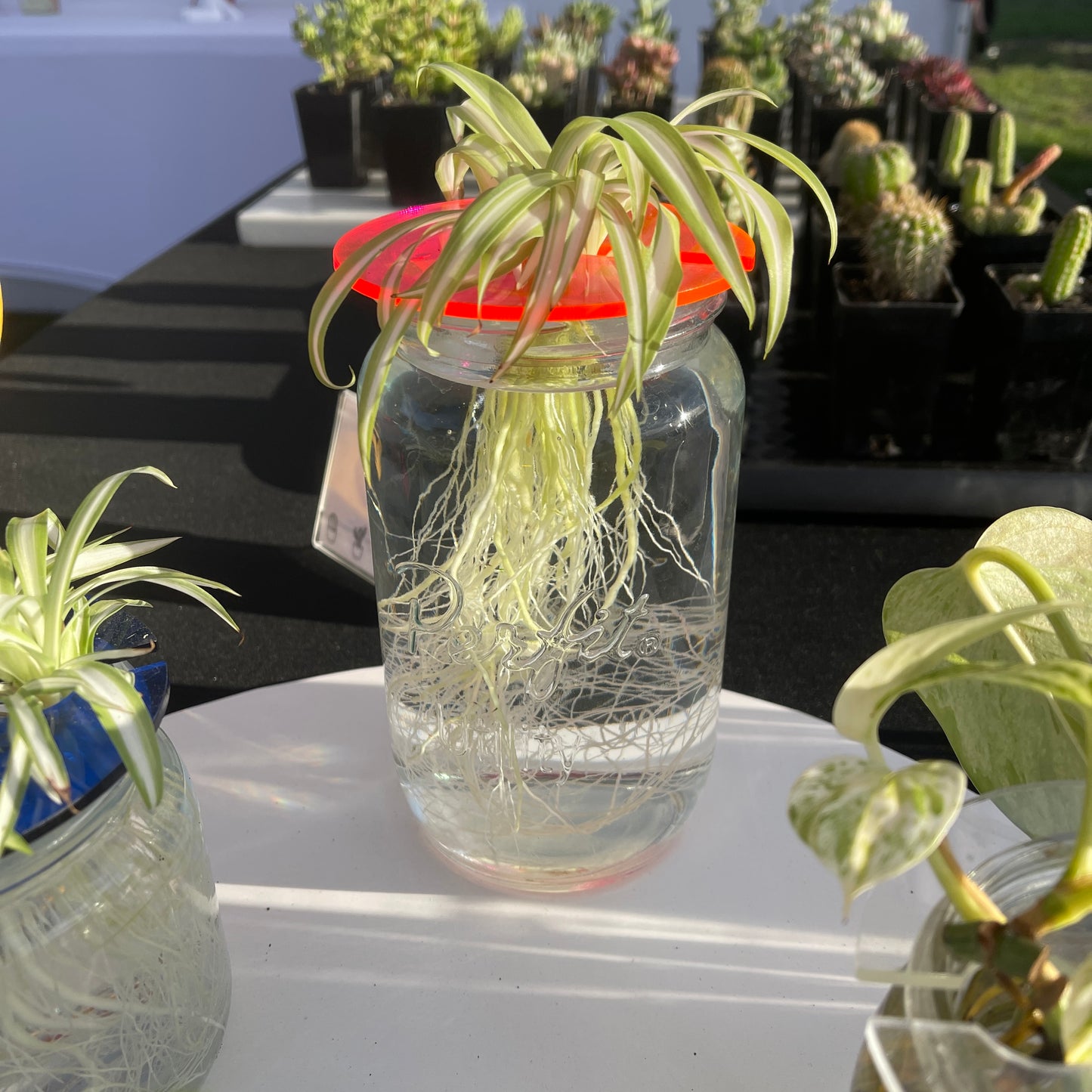 Propagation Plate - Small